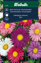 Frö Aster Sommar 'Mix' Weibulls